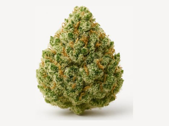Blueberry – zdjęcie poglądowe