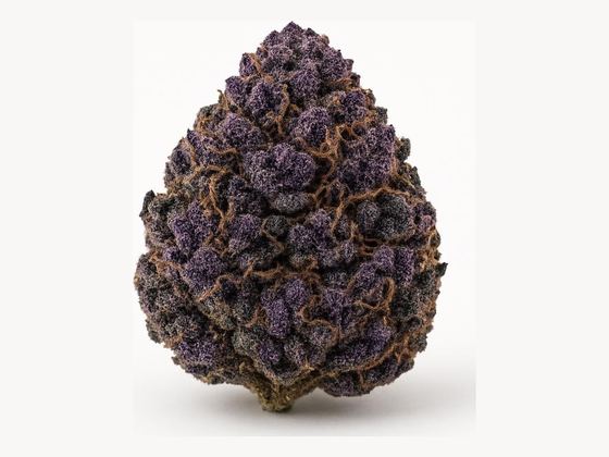 Blueberry – zdjęcie poglądowe