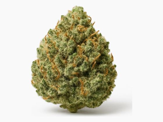 Galaxy Walker OG – zdjęcie poglądowe