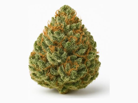Galaxy Walker OG – zdjęcie poglądowe