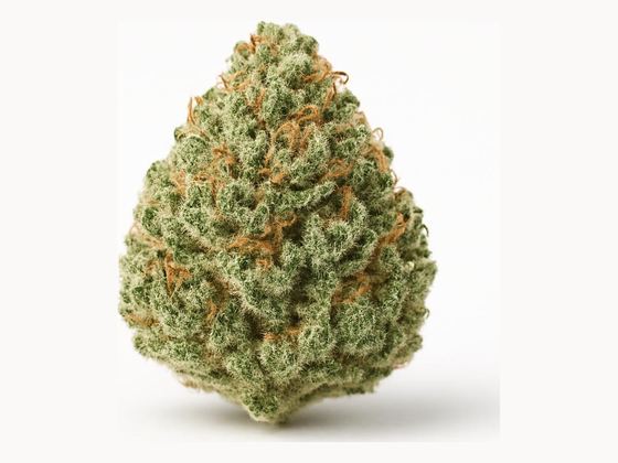 Island Sweet Skunk – zdjęcie poglądowe