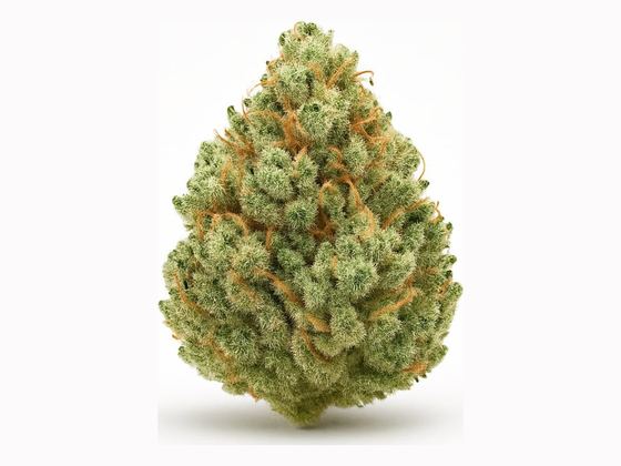Jack Herer – zdjęcie poglądowe