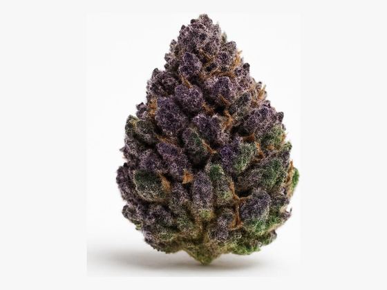 Lilac Diesel – zdjęcie poglądowe