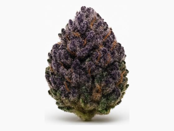 Lilac Diesel – zdjęcie poglądowe