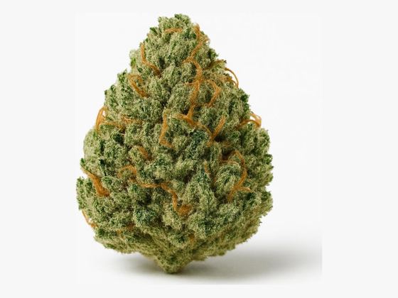 Master Kush – zdjęcie poglądowe
