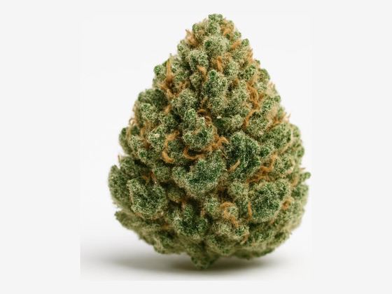Master Kush – zdjęcie poglądowe
