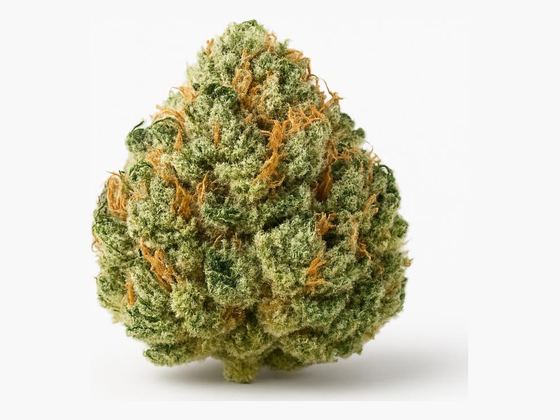 Master Kush – zdjęcie poglądowe