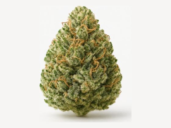 Purps – zdjęcie poglądowe