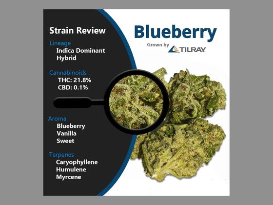 Blueberry – zdjęcie poglądowe
